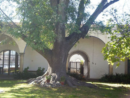 Un árbol de la Hacienda San Juan Pan de Arriba