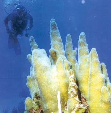 El famoso coral de columna Notre Dame, frente a la costa de Cienfuegos